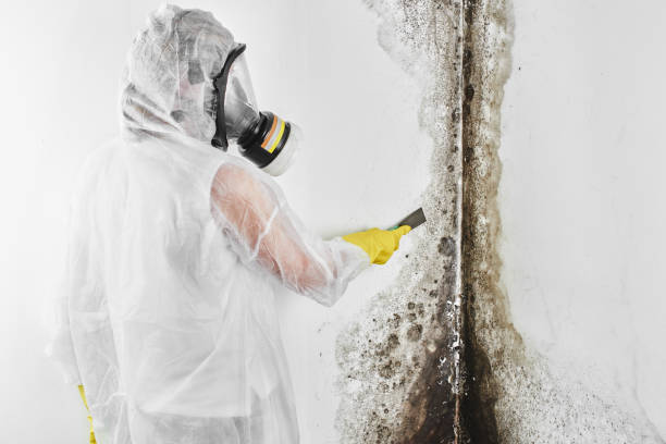 Best Black Mold Removal  in Baldwyn, MS