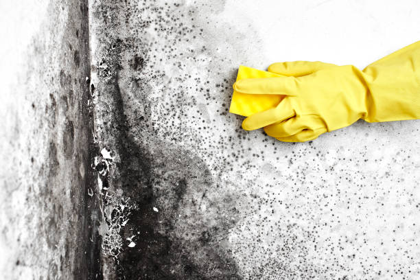 Best Best Mold Removal Companies  in Baldwyn, MS
