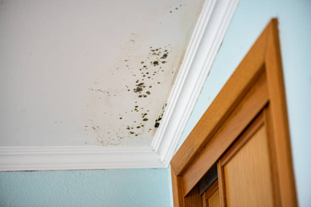 Best Home Mold Removal  in Baldwyn, MS