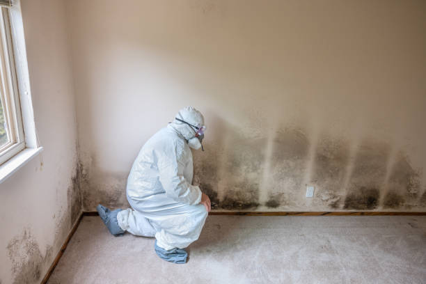 Best Mold Remediation Services  in Baldwyn, MS