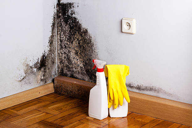 Best Toxic Mold Removal  in Baldwyn, MS