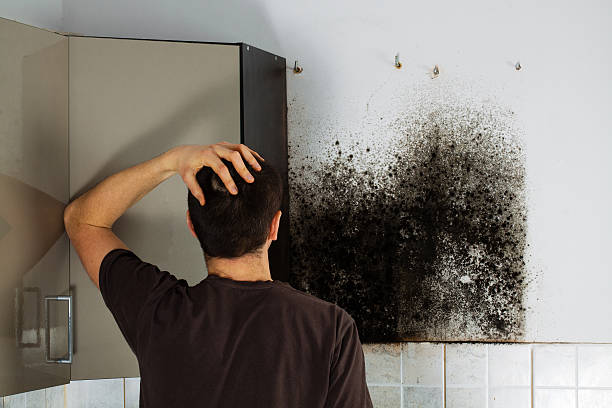 Best Fast Mold Removal  in Baldwyn, MS