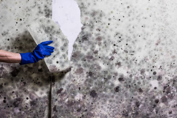 Best Mold Remediation Experts  in Baldwyn, MS