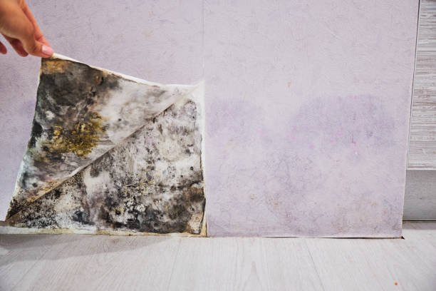 Best Mold Cleaning Services  in Baldwyn, MS